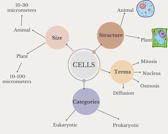 GCSE Revision Techniques and Skills